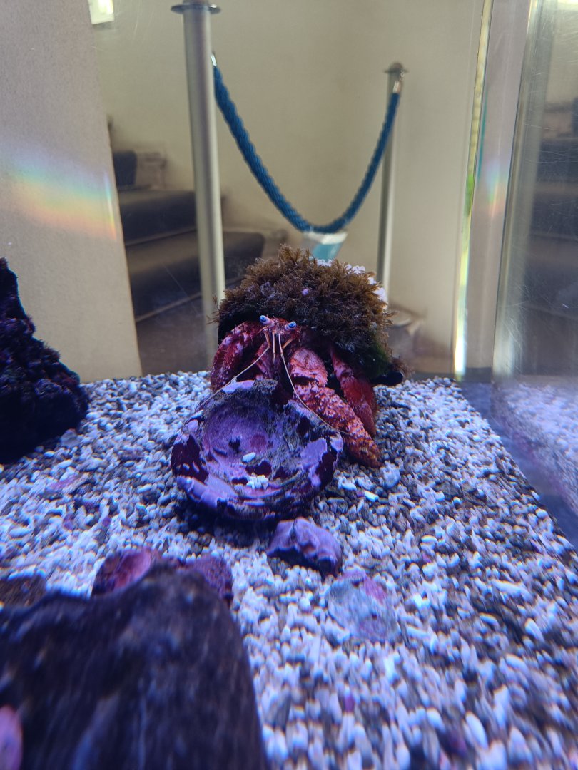 Acquario di Napoli - huge Dardanus calidus (Hermit Crab)