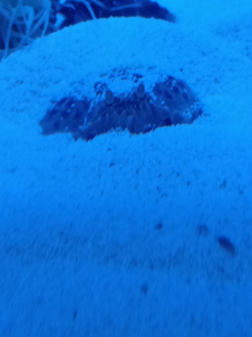 Acquario di Napoli - Mediterranean Shame-faced Crab (Calappa granulata)