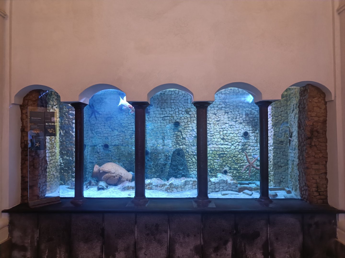 Acquario di Napoli - Moray tank