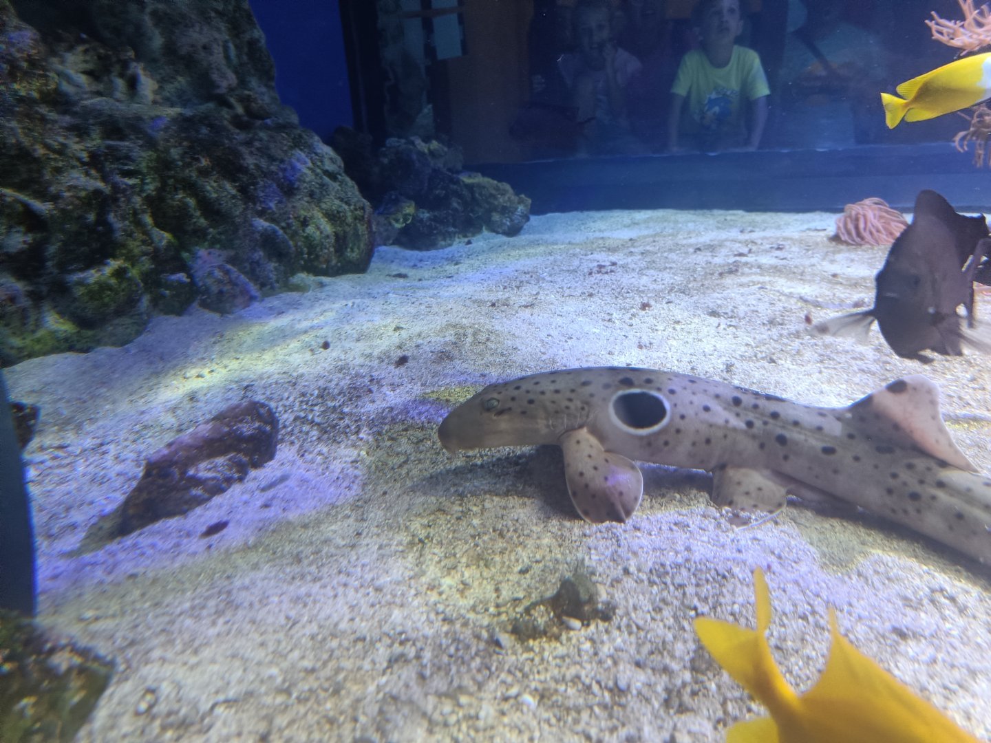 Acquario di Napoli - (new?) Epaulette Shark