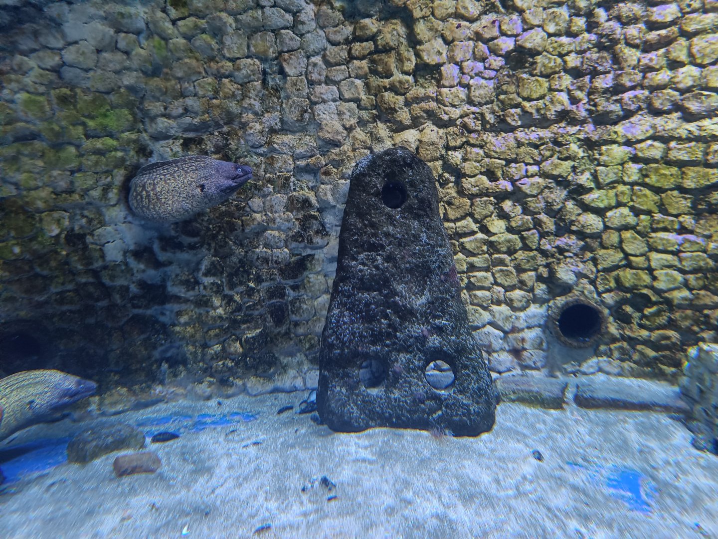 Acquario di Napoli - Roman lithic anchor surrounded by Mediterranean Morays