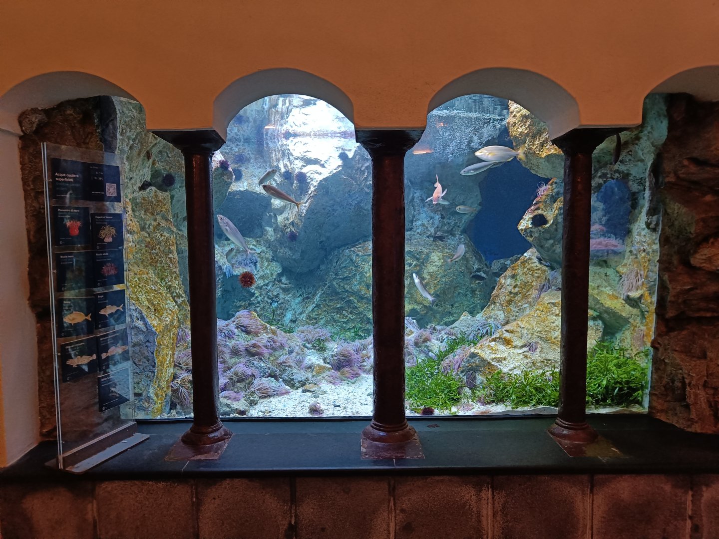 Acquario di Napoli - Salema, goby and anemone tank