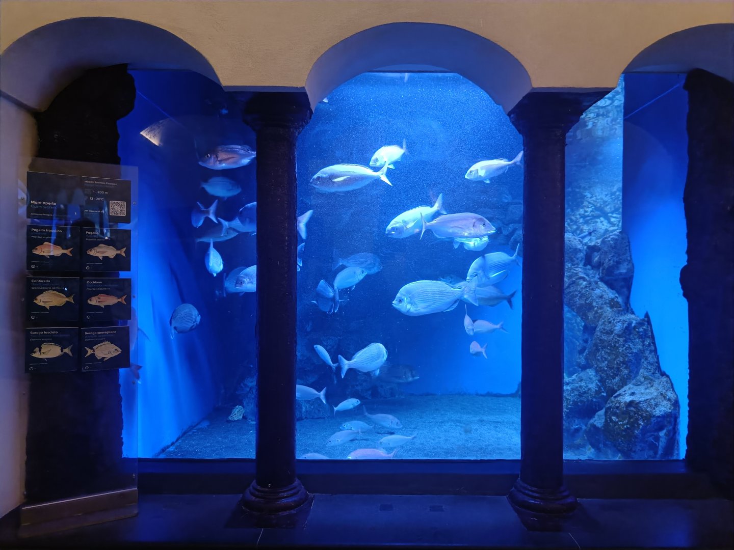 Acquario di Napoli - Seabream tank