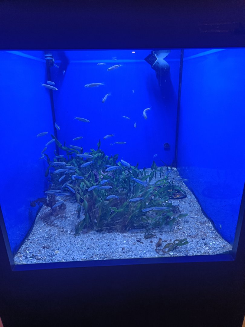 Acquario di Napoli - small seaweed tank