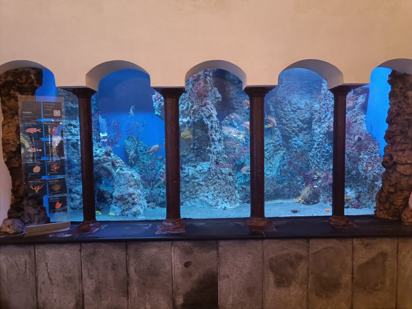 Acquario di Napoli - Swallowtail Sea Perch tank