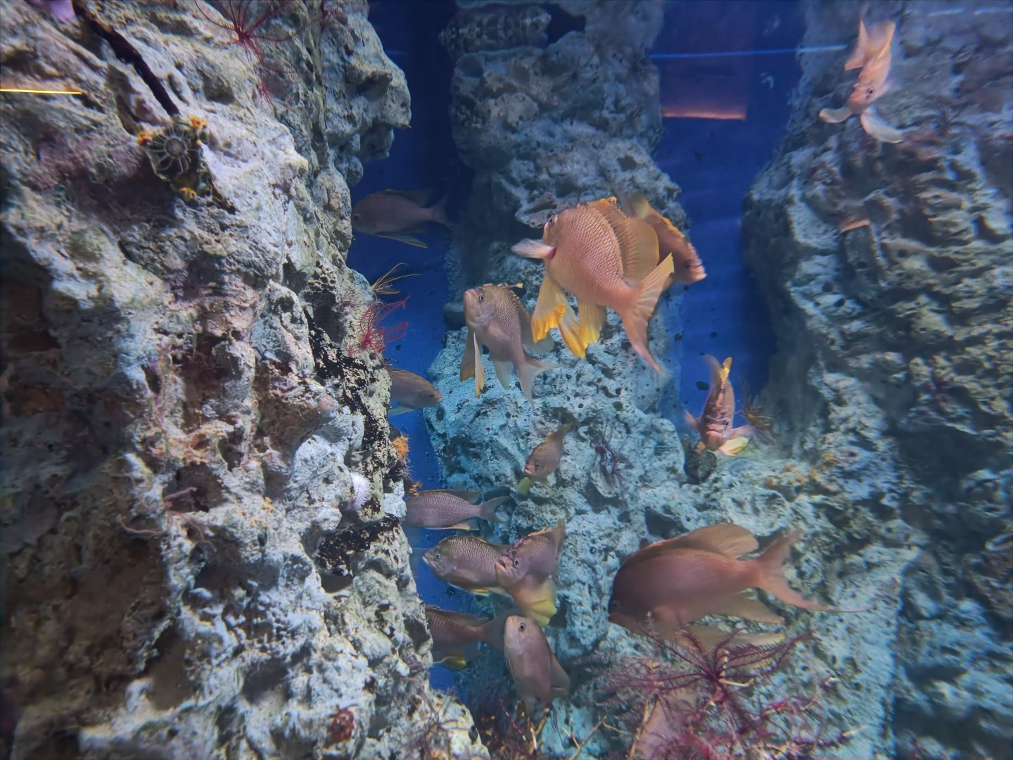 Acquario di Napoli - Swallowtail Sea Perch