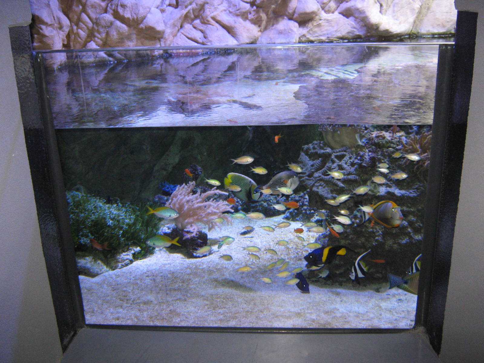 Acquario Milano 09 012