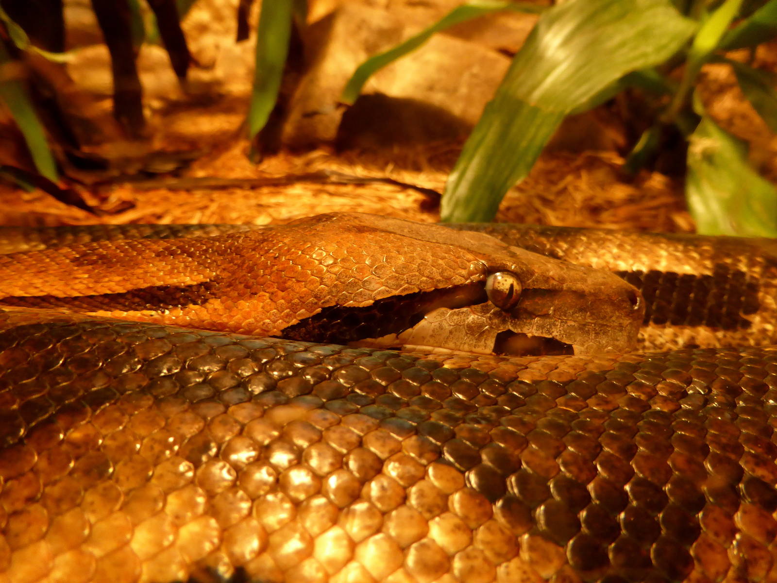 Acrantophis dumerili