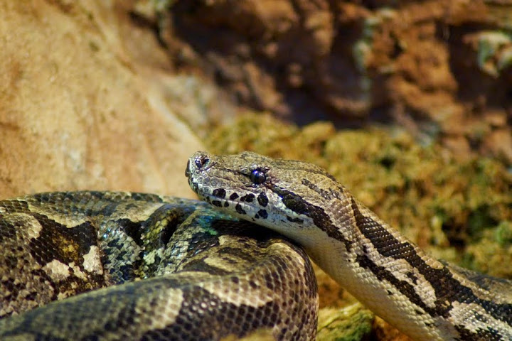 Acrantophis dumerili