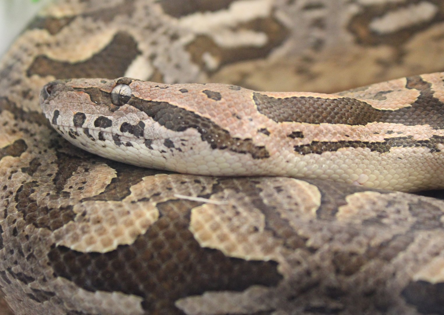 Acrantophis dumerili