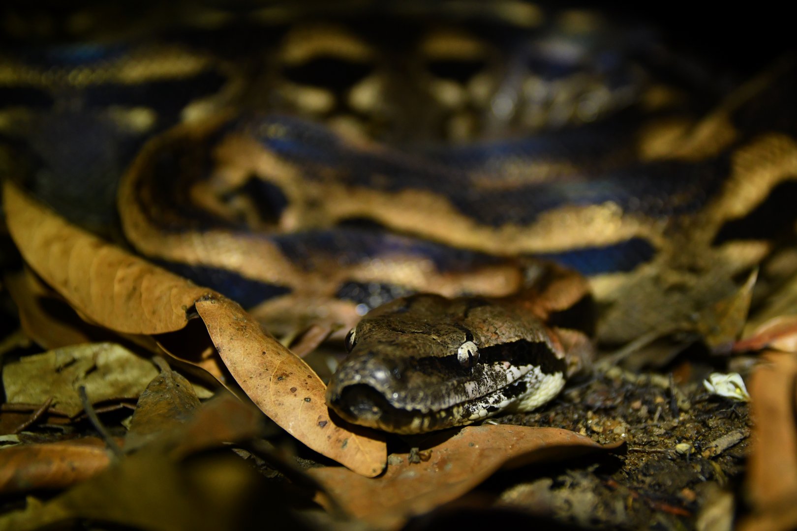 Acrantophis madagascariensis