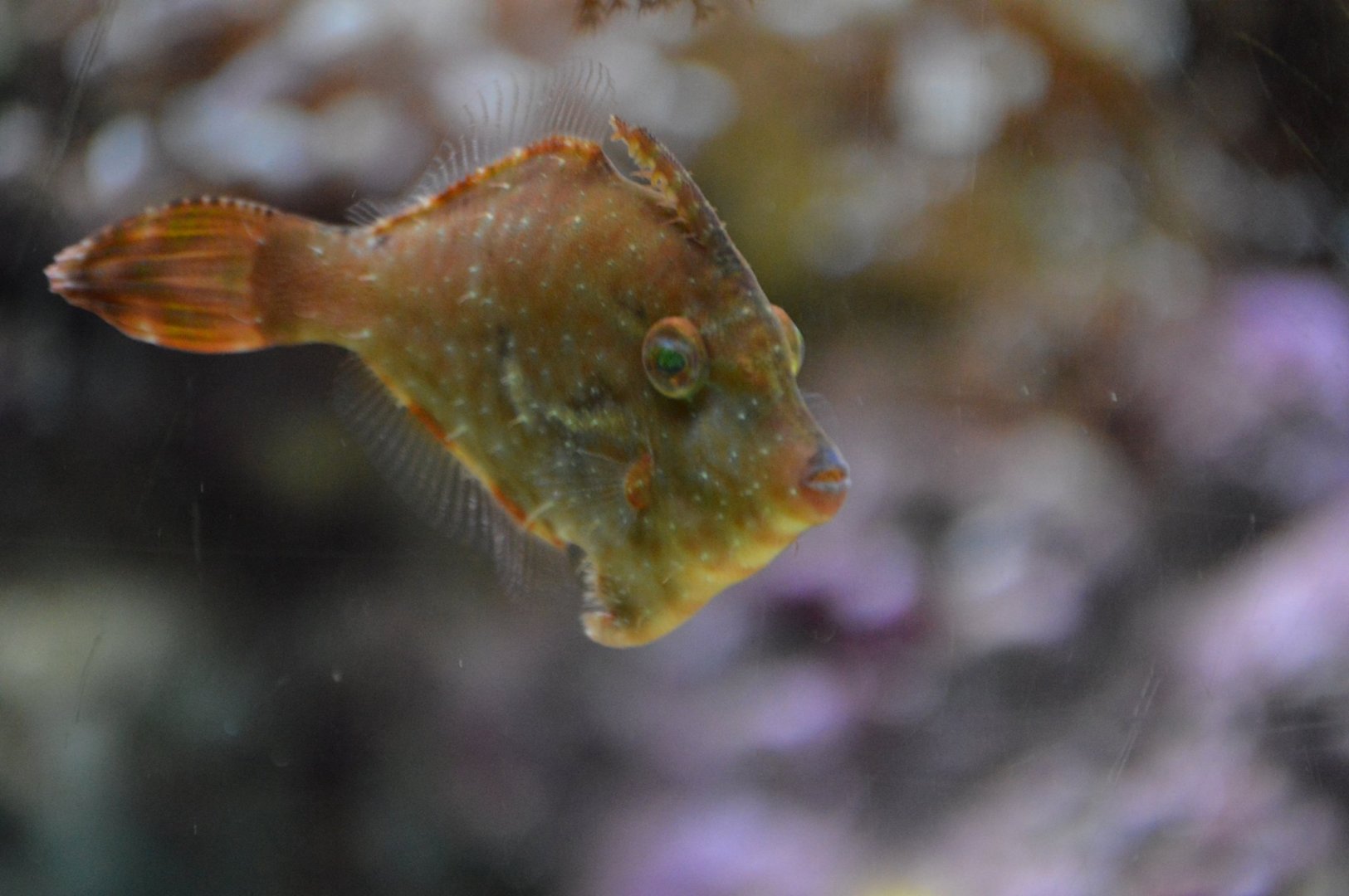 Acreichthys radiatus