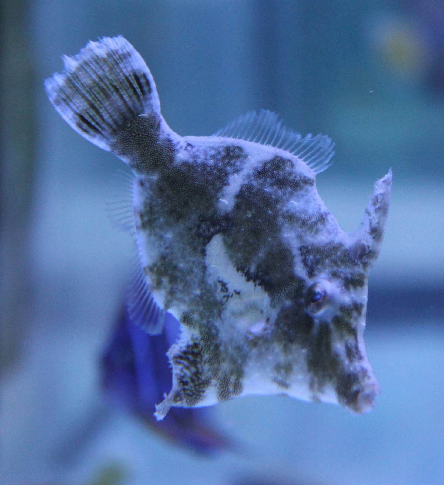 Acreichthys tomentosus