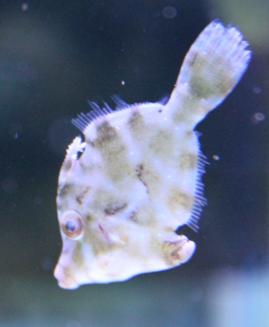 Acreichthys tomentosus