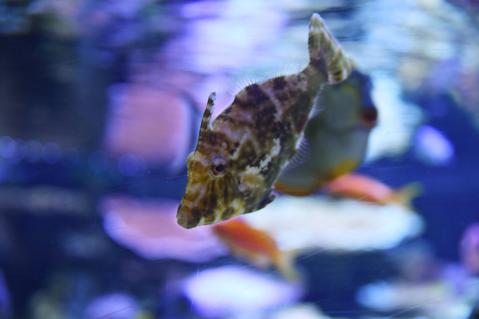 Acreichthys tomentosus