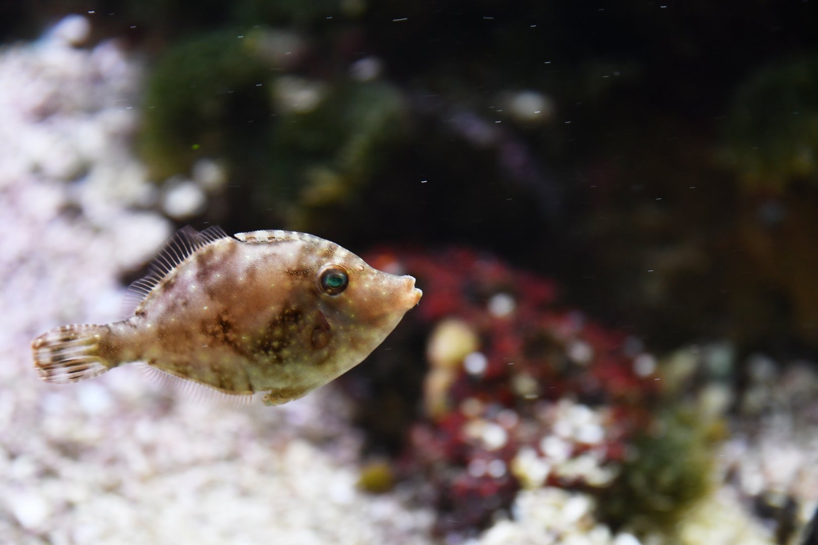 Acreichthys tomentosus