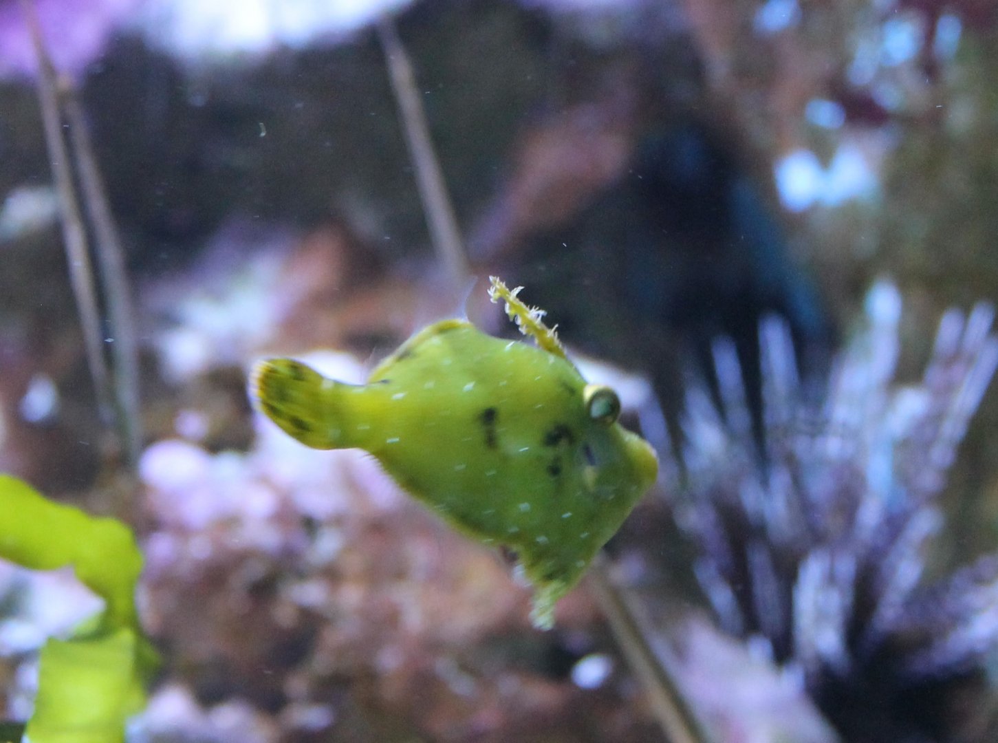 Acreichtys tomentosus