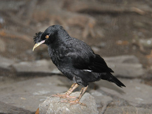 Acridotheres cristatellus cristatellus / Crested mynah at Manila Zoological & Botanical Garden