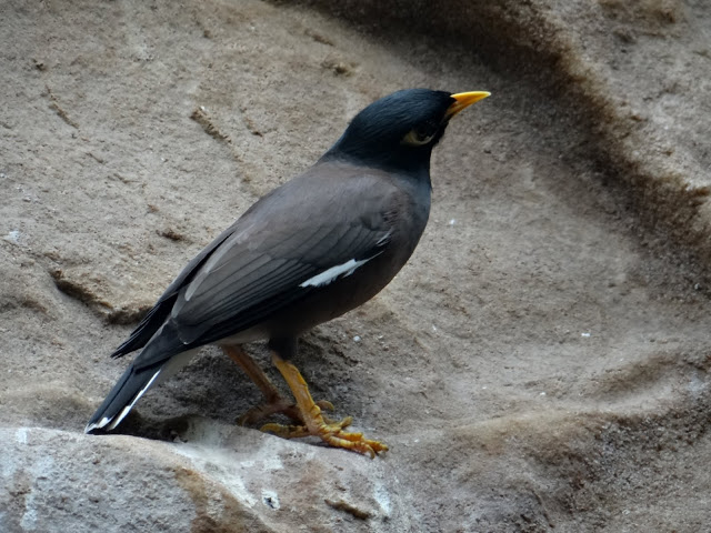 Acridotheres tristis
