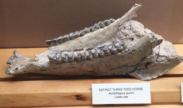 Acritohippus quinni lower jaw bone