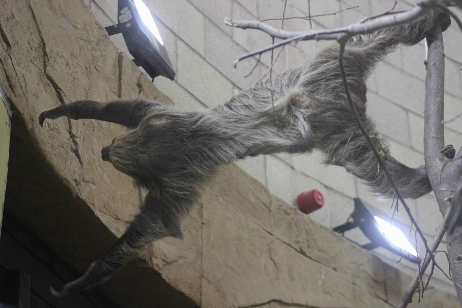 Acrobatic two-toed sloth