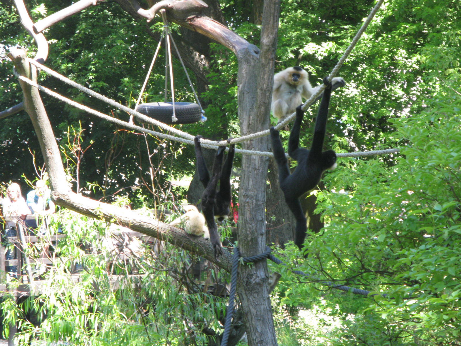 Acrobats family. Buff-cheeked gibbons