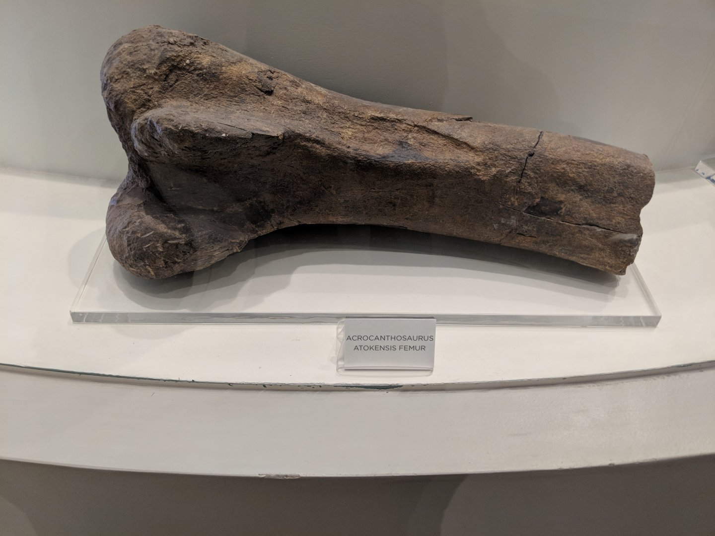 Acrocanthosaurus atokensis femur