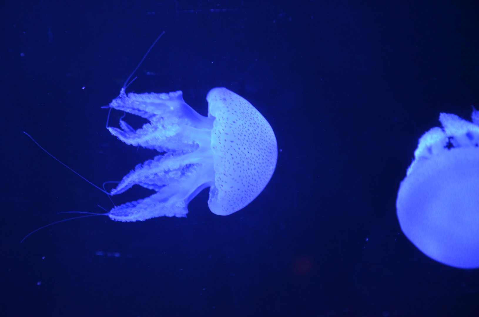 Acronitus tankahkeei