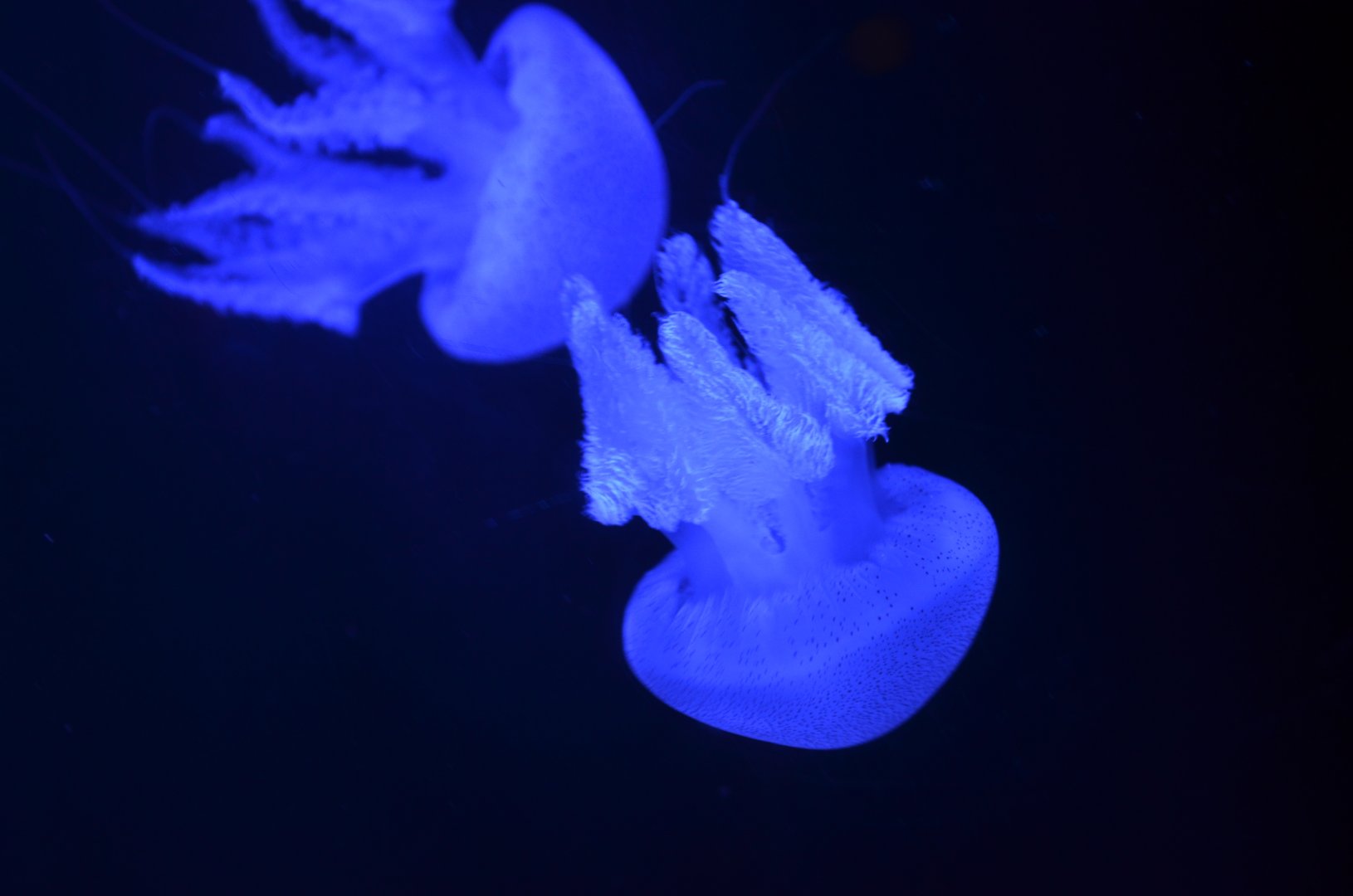 Acronitus tankahkeei