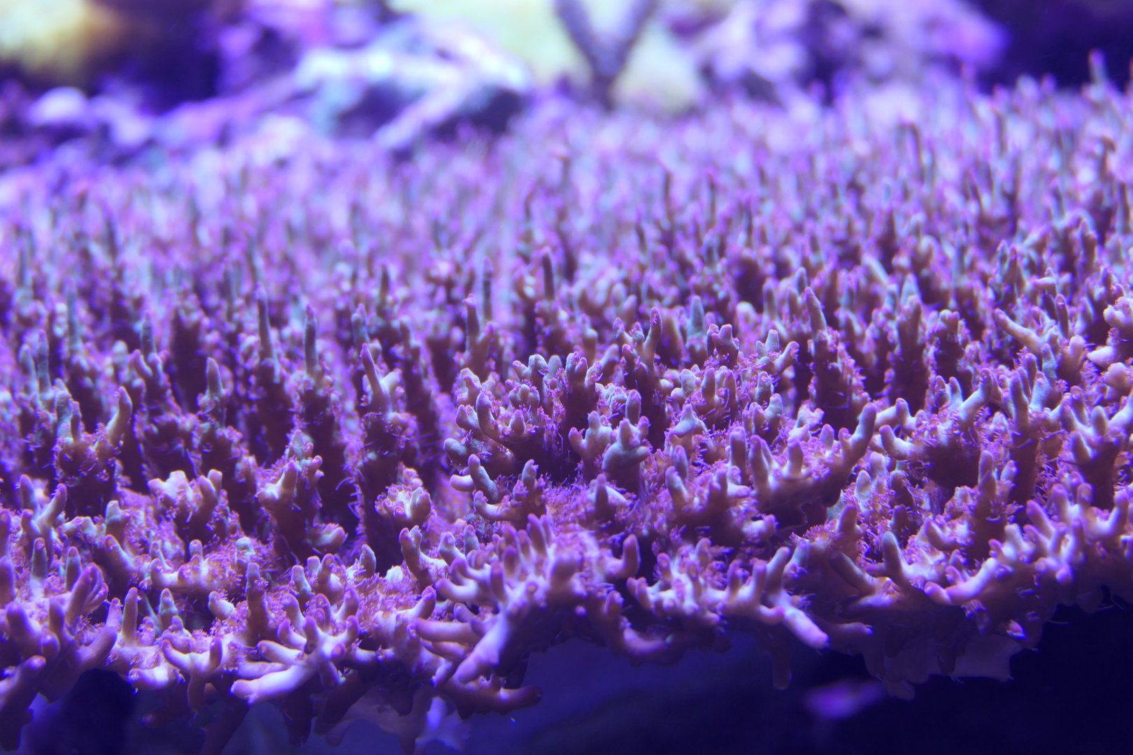 Acropora sp.