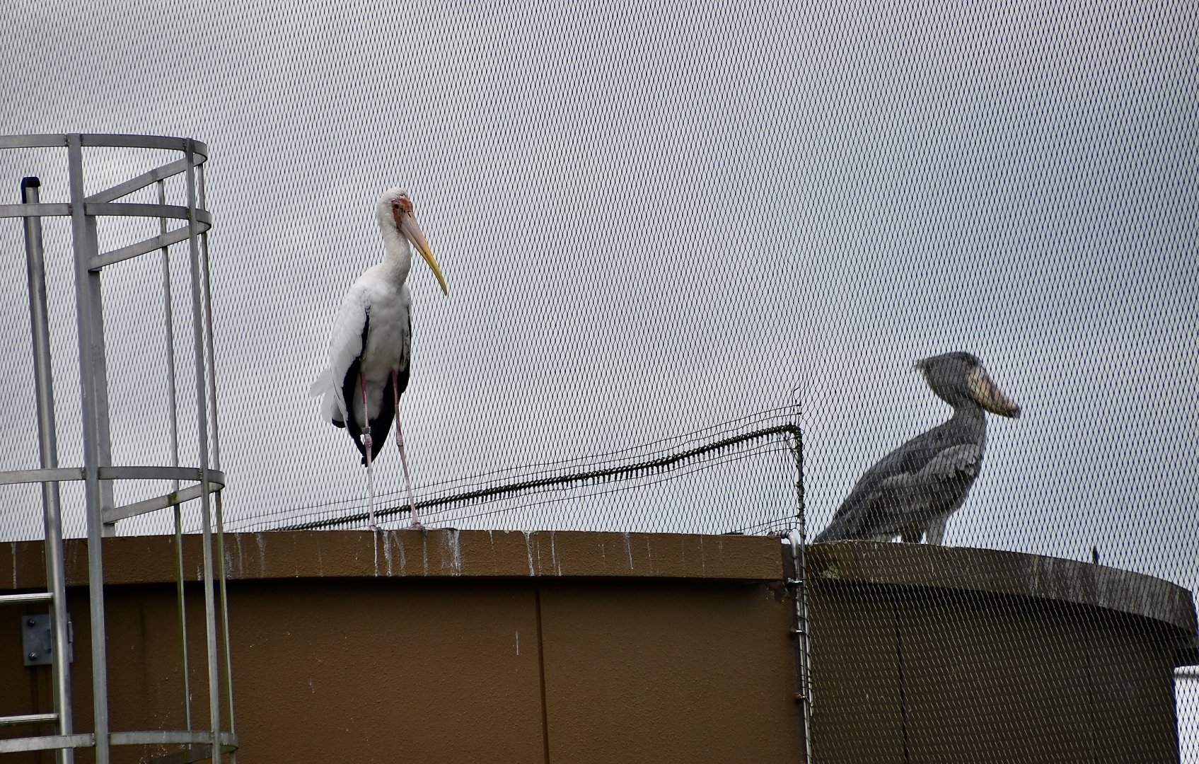 Across Continents - Milky Stork (Mycteria cinerea) and Shoebill (Balaeniceps rex) Neighbors