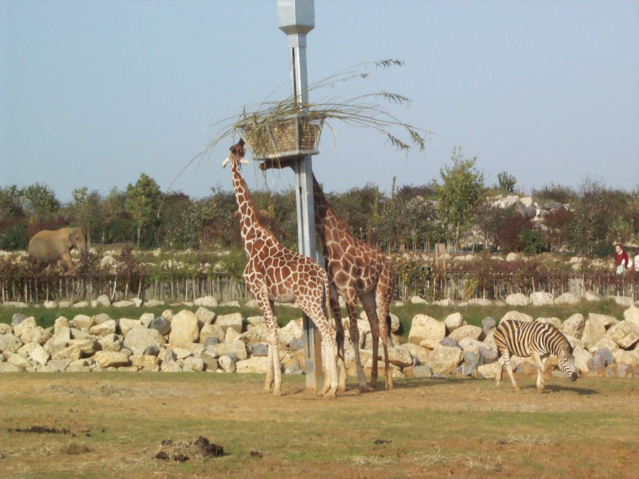 across edge of Africa paddock