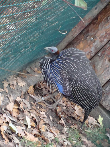 Acryllium vulturinum