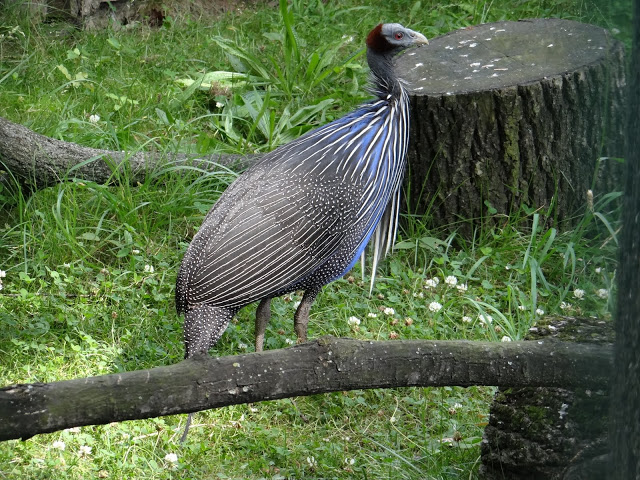 Acryllium vulturinum