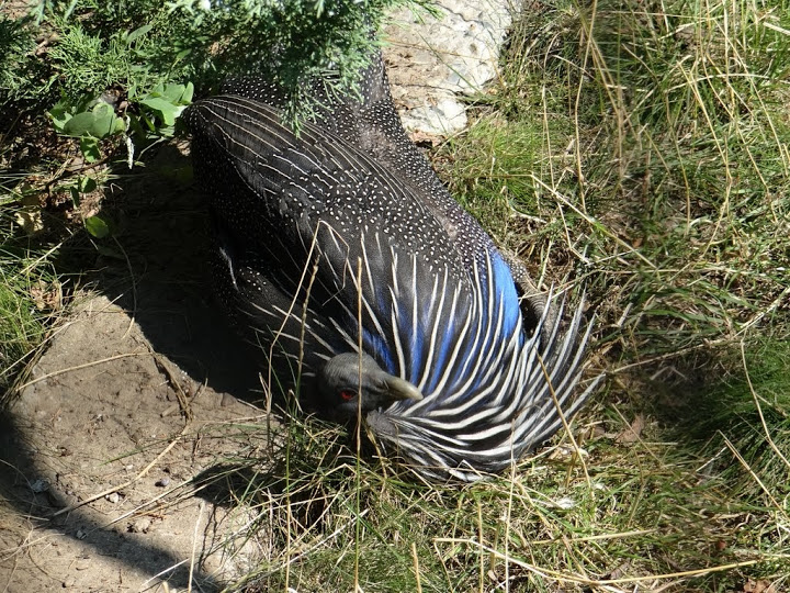 Acryllium vulturinum