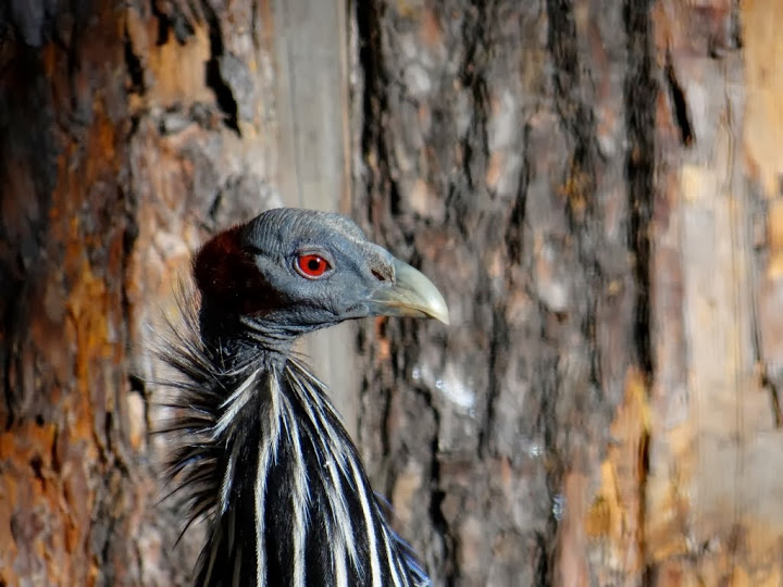 Acryllium vulturinum