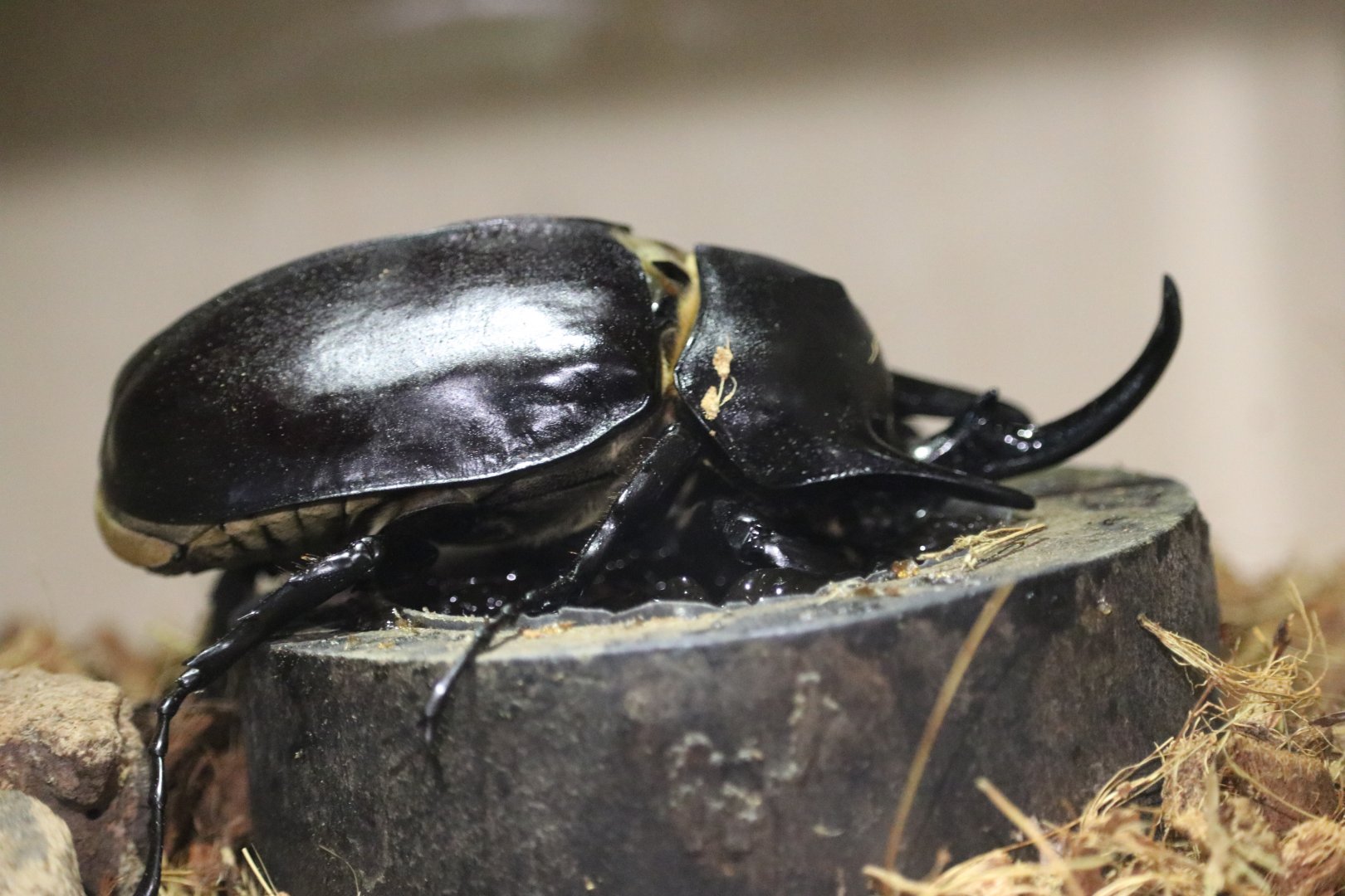 Actaeon Beetle (Megasoma actaeon)