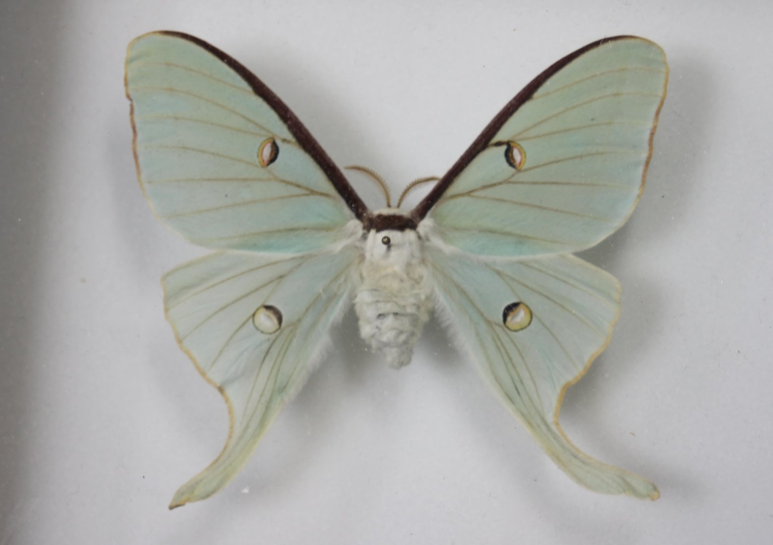 Actias luna