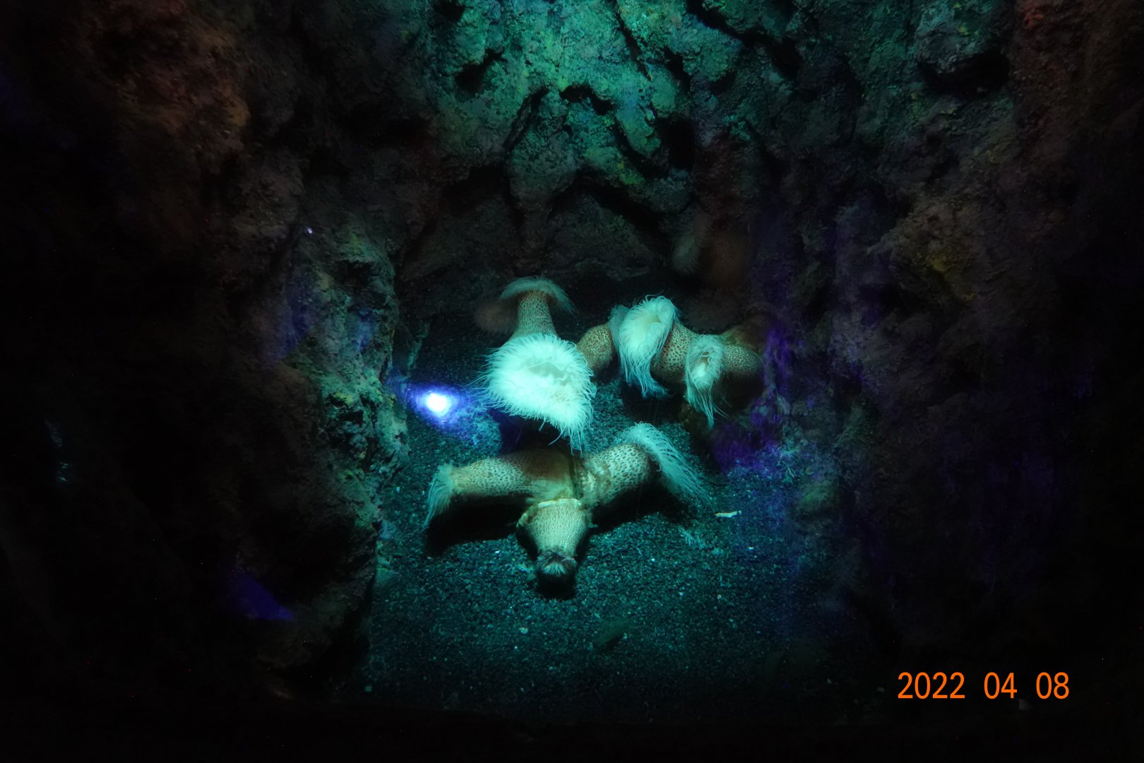 Actinostola carlgreni - Xpark