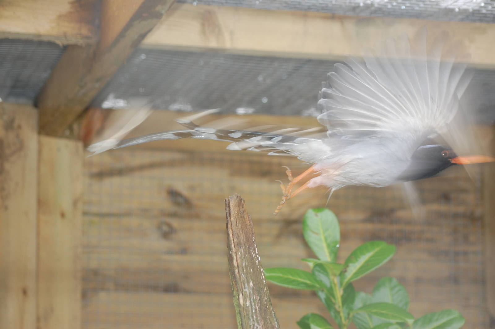 Action Shot of RB-BP