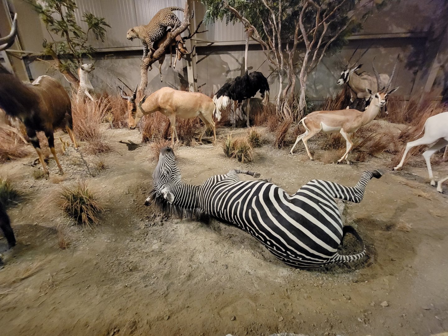 Action Wildlife - African scenes, including hartebeest