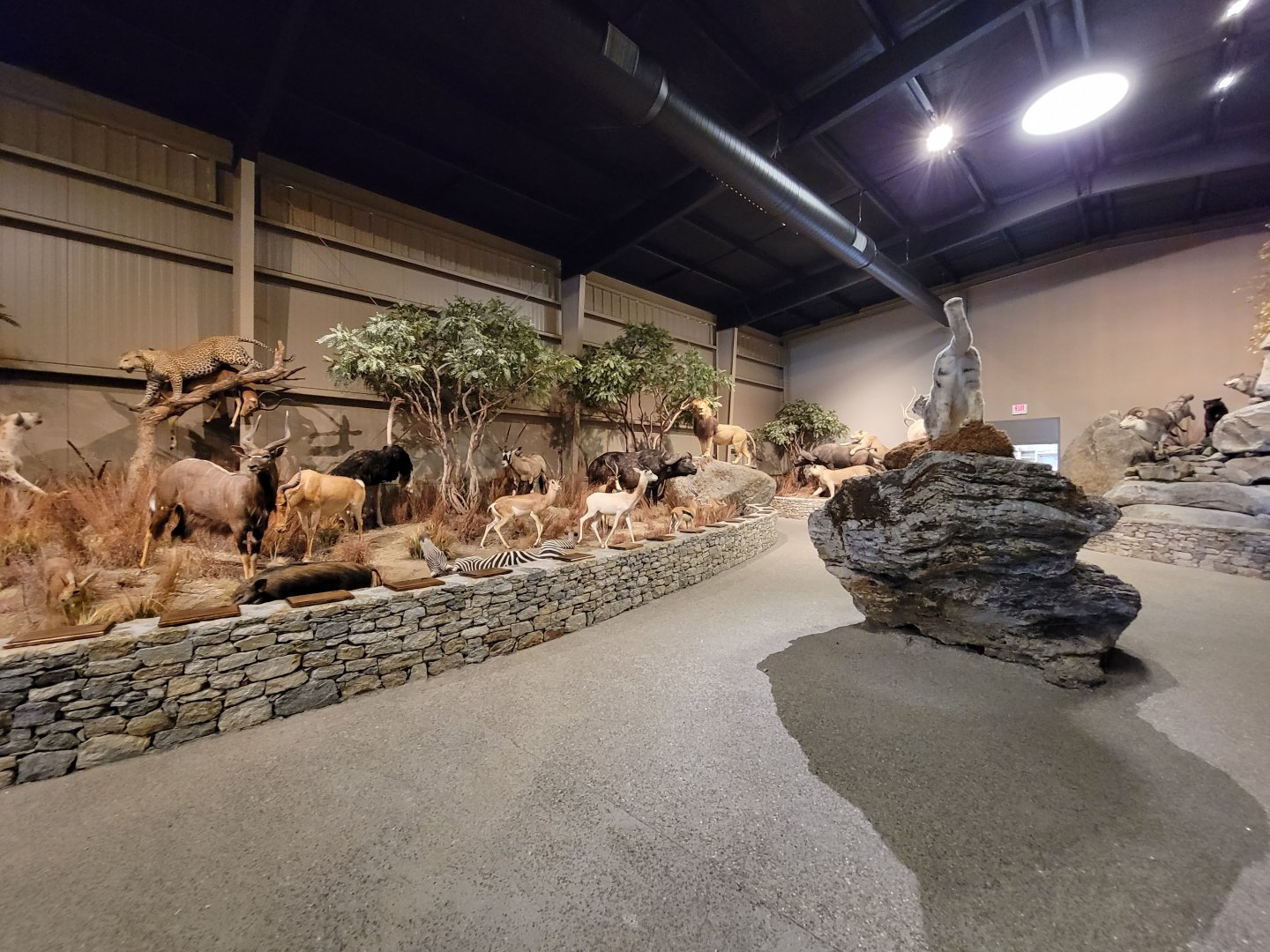 Action Wildlife - African scenes