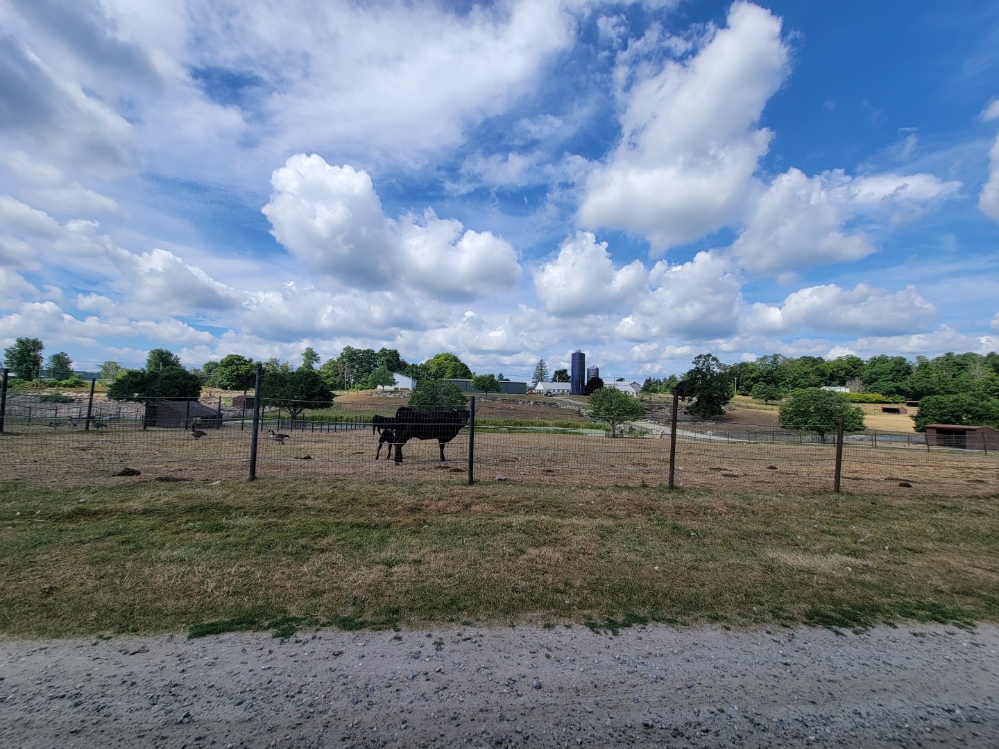 Action Wildlife - Belted cattle, calf