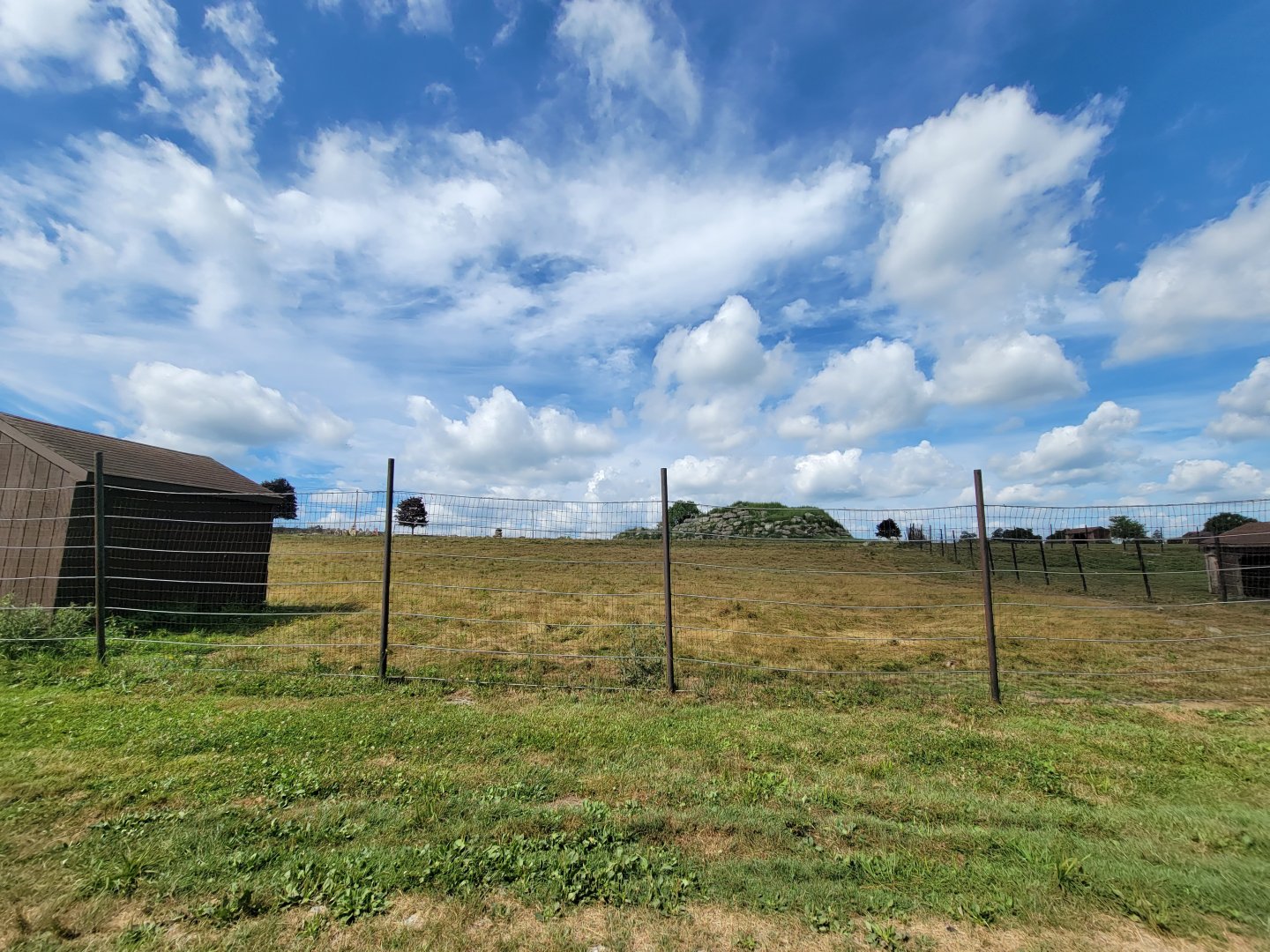 Action Wildlife - Bison yard