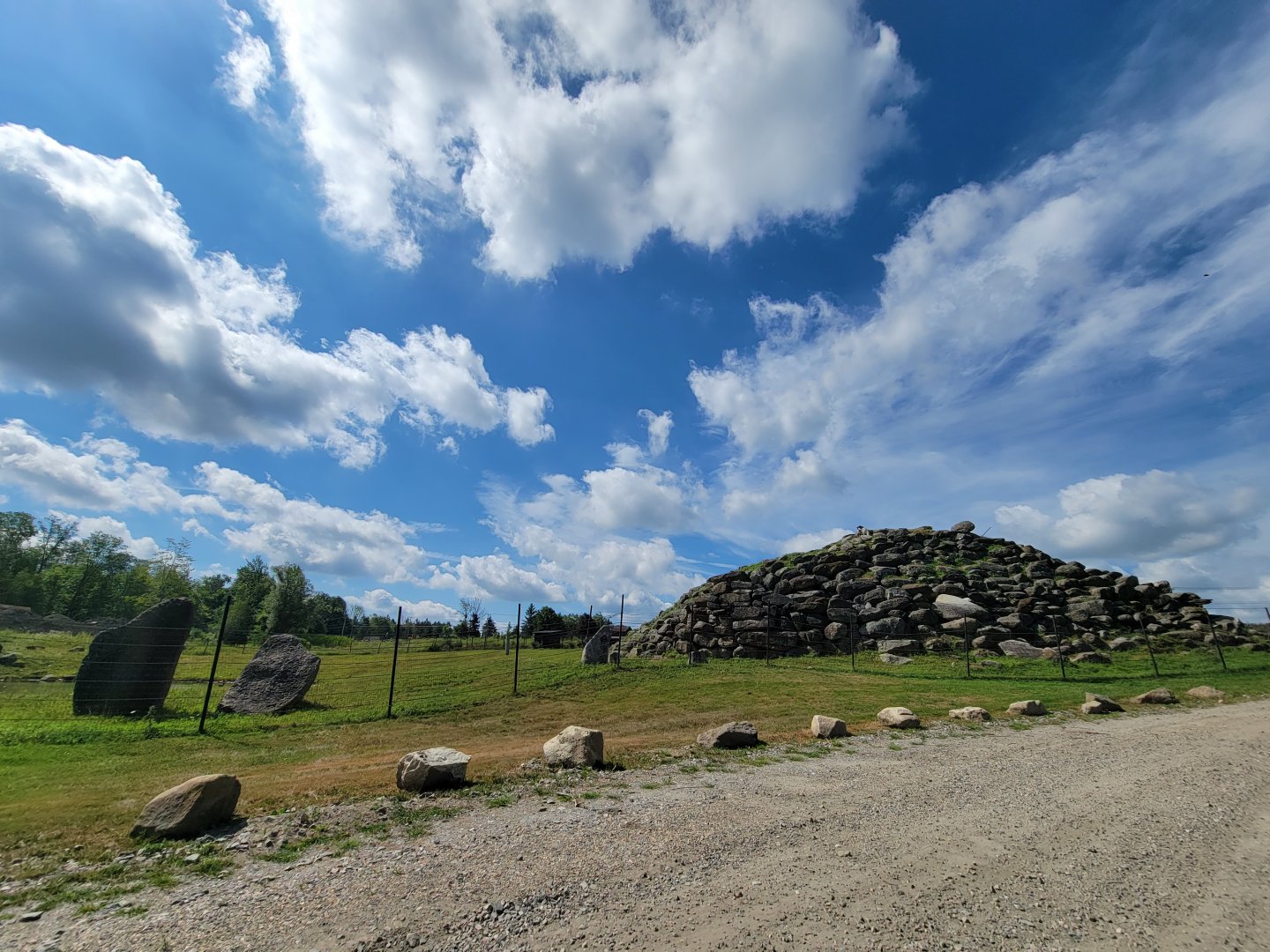Action Wildlife - Domestic goats