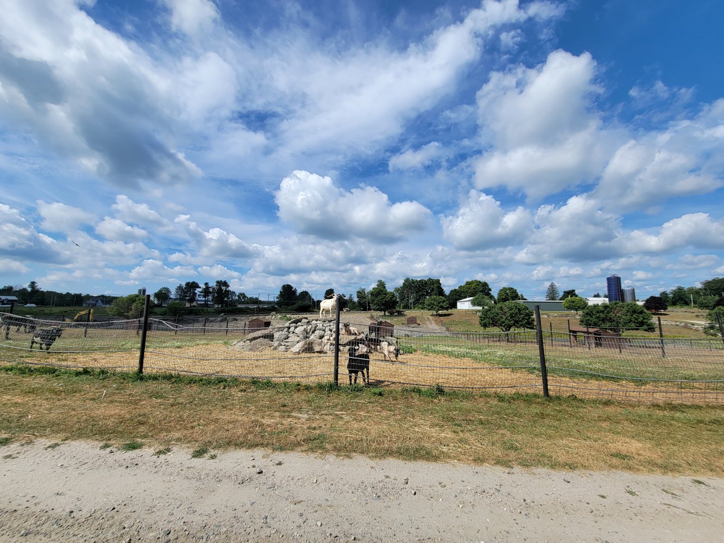 Action Wildlife - Domestic goats