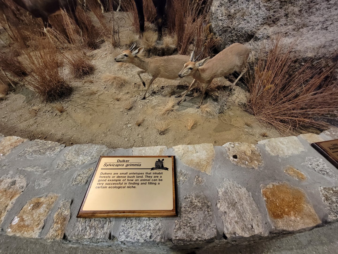 Action Wildlife - Duikers