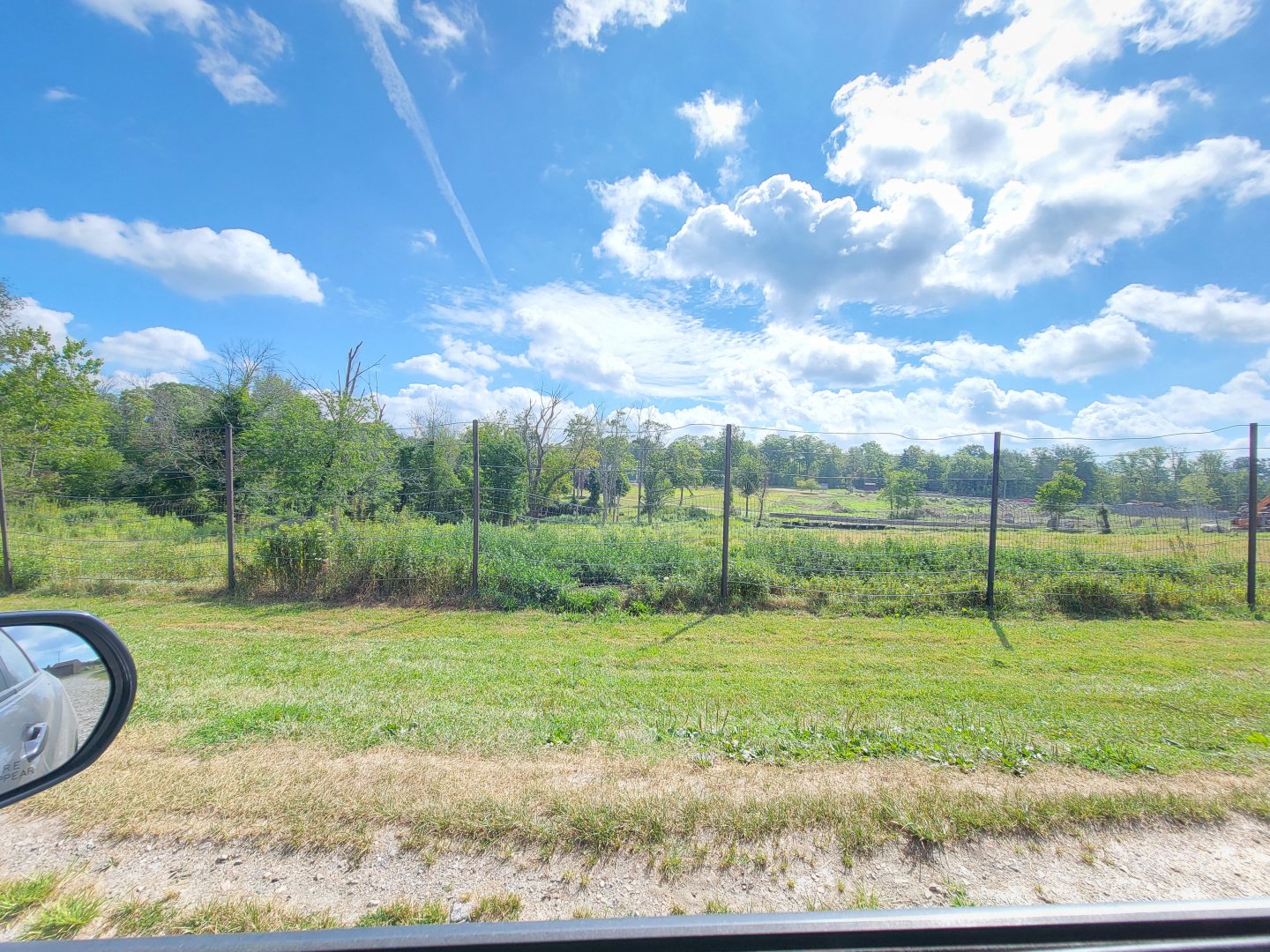 Action Wildlife - Elk yard, two were visible near the tree line