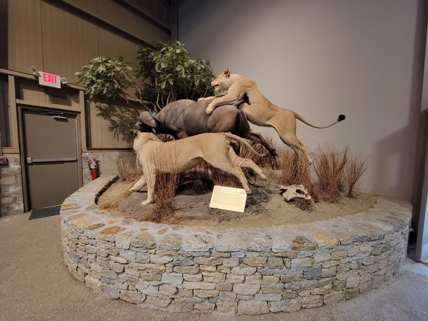 Action Wildlife - Lion hunt scene