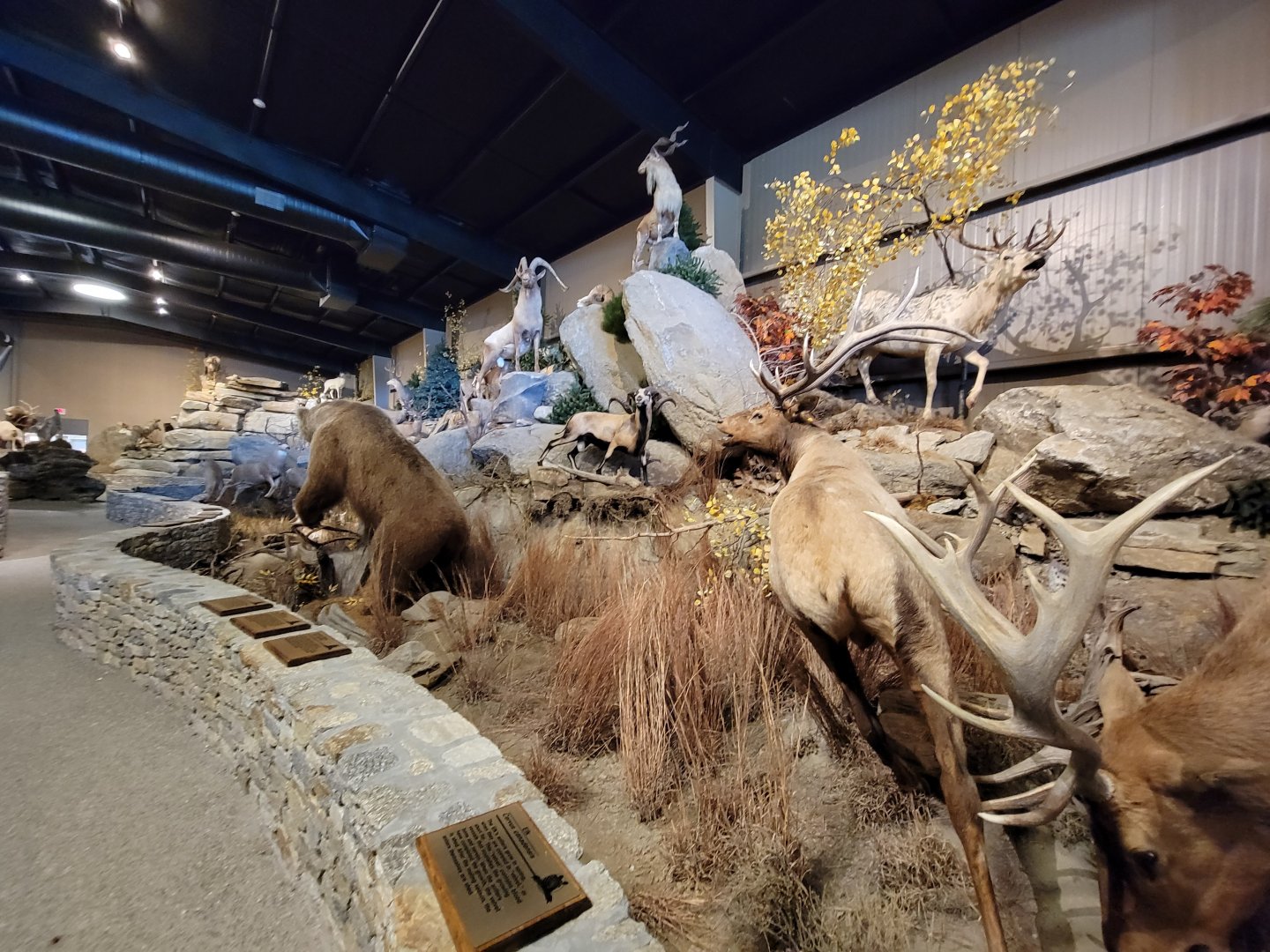 Action Wildlife - North American scenes